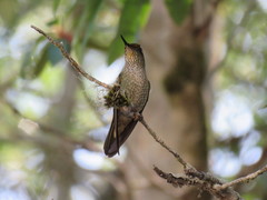 Sephanoides sephaniodes