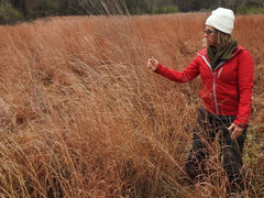 Elionurus tripsacoides