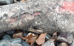 Kogia breviceps