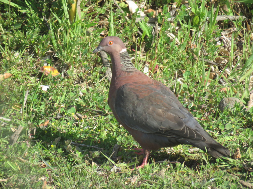 Chilean Pigeon