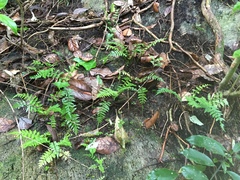 Asplenium lamprophyllum