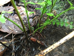 Asplenium lamprophyllum