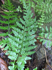 Asplenium lamprophyllum
