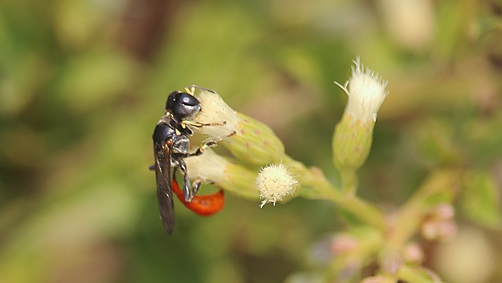 Podagritus rufotaeniatus
