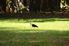 Threskiornis spinicollis