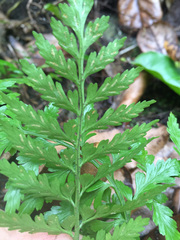 Asplenium lamprophyllum