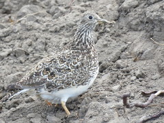 Thinocorus orbignyianus