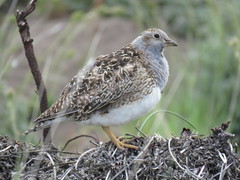 Thinocorus orbignyianus