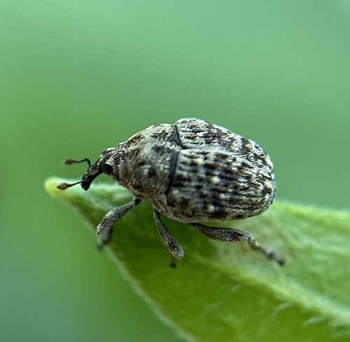 Acanthoscelidius acephalus photo 2