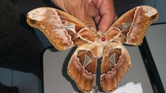 Rothschildia speculifer