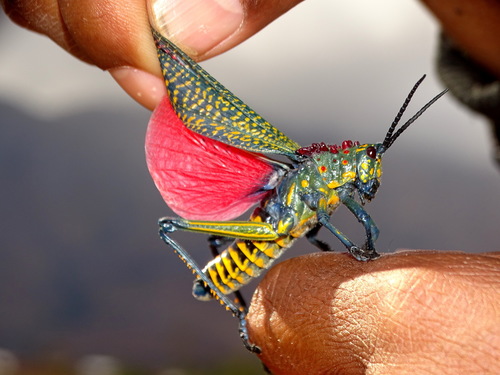 Rainbow Milkweed Locust