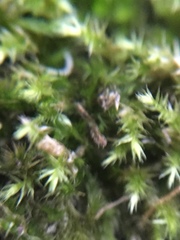 Hypnum resupinatum