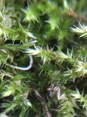 Hypnum resupinatum