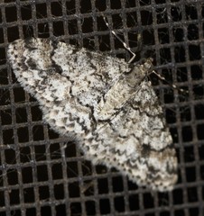 Myrioblephara desumpta