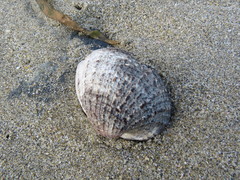 Concholepas concholepas