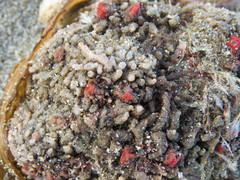 Pyura chilensis