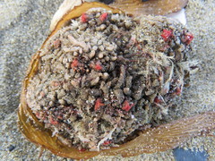 Pyura chilensis