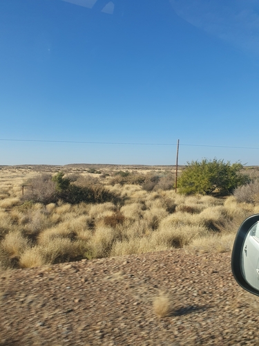 honey mesquite