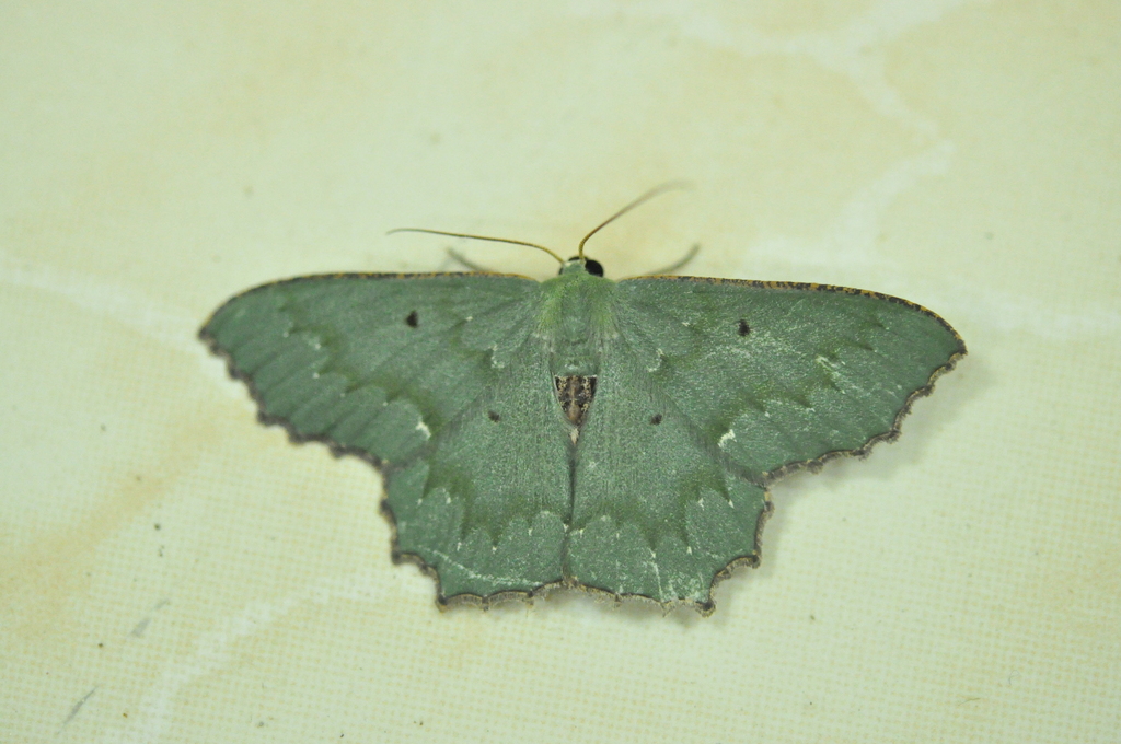 Episothalma robustaria