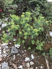 Euphorbia esuliformis