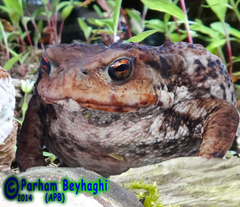 Bufo eichwaldi