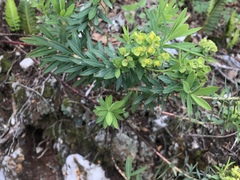 Euphorbia esuliformis
