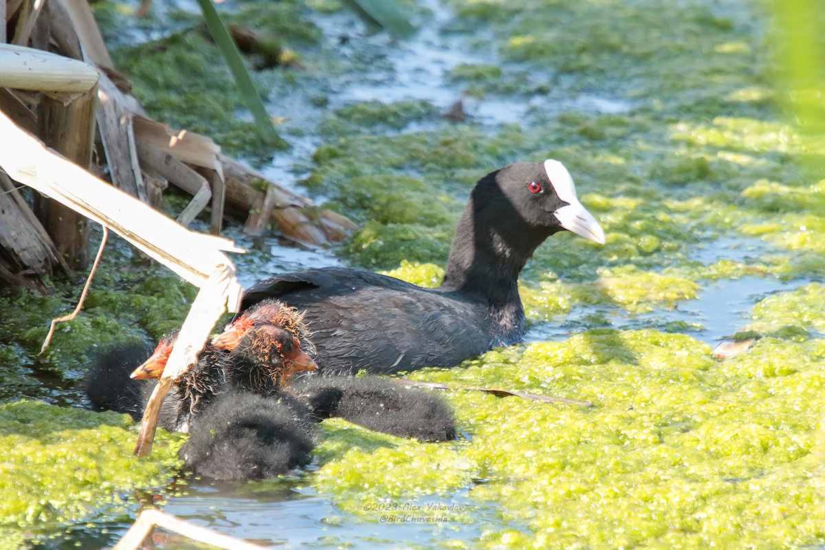 iNaturalist.org. А. Яковлев, Алатырь Чувашия, июнь 2023
