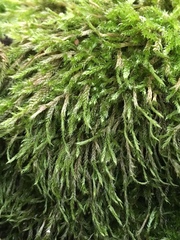 Hypnum resupinatum