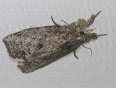 Nycteola polycyma