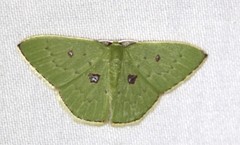 Comostola leucomerata