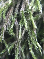 Hypnum resupinatum