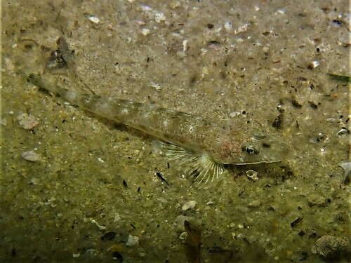Flathead (Platycephalus grandispinis) — Platycephalidae — 4