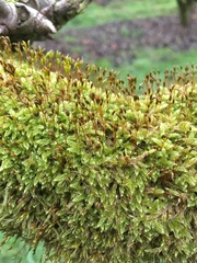 Hypnum cupressiforme cupressiforme