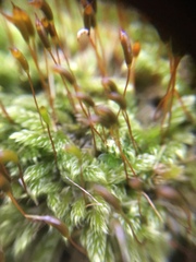 Hypnum cupressiforme cupressiforme