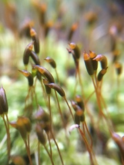 Hypnum cupressiforme cupressiforme