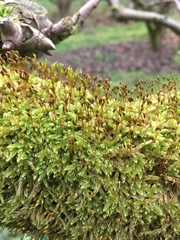 Hypnum cupressiforme cupressiforme