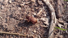 Carabus cancellatus