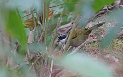 Sierra Nevada Brushfinch (Arremon basilicus), photo 1