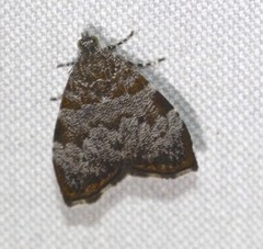 Choreutis melanopepla