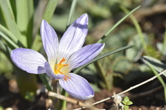Crocus cancellatus