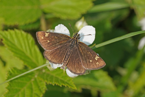 Large Chequered Skipper