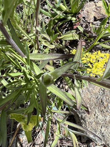 Image of Castilleja elmeri by no rights reserved