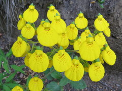 Calceolaria crenatiflora