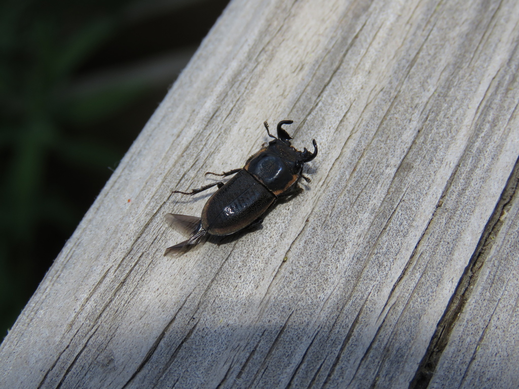 Pycnosiphorus lessonii marginipennis