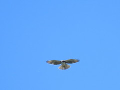 Buteo albigula