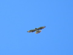 Buteo albigula