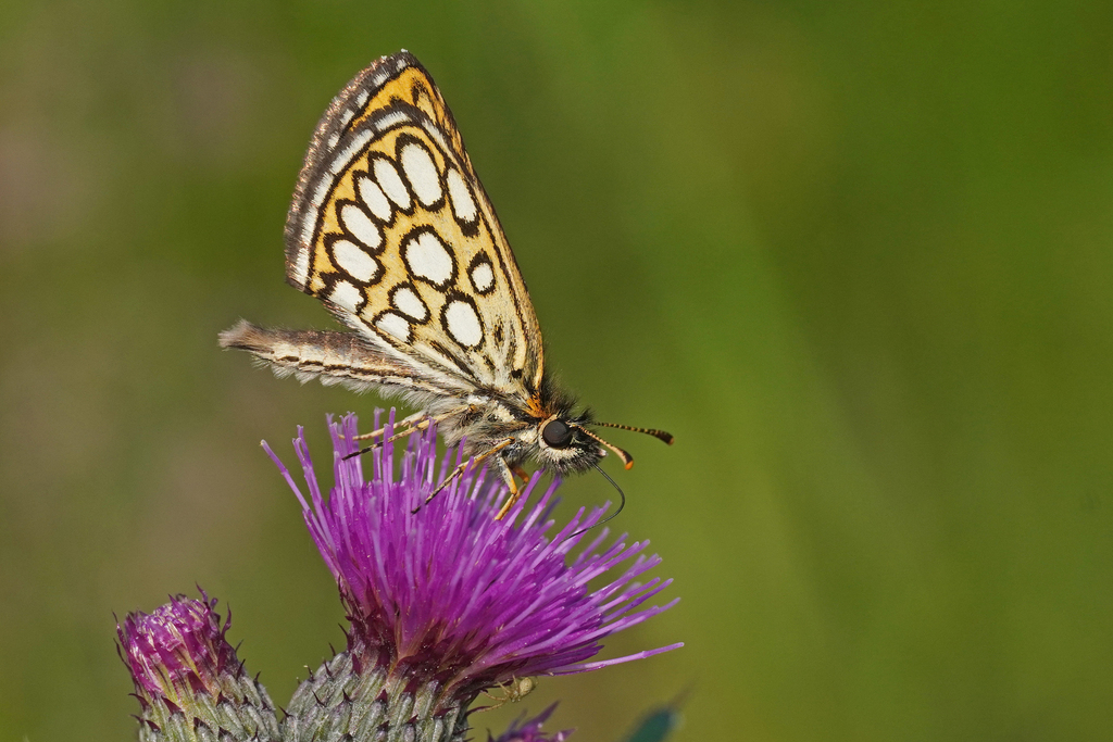 Large Chequered Skipper
