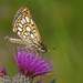 Large Chequered Skipper - Photo (c) Julia Wittmann, some rights reserved (CC BY), uploaded by Julia Wittmann