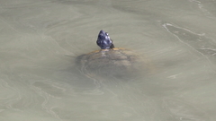 Trachemys scripta elegans