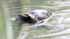 Trachemys scripta elegans